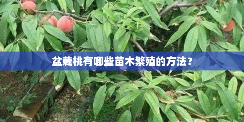 盆栽桃有哪些苗木繁殖的方法？