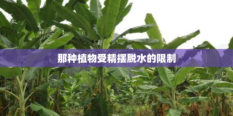 那种植物受精摆脱水的限制