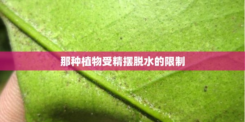 那种植物受精摆脱水的限制
