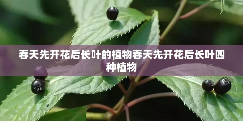 春天先开花后长叶的植物春天先开花后长叶四种植物