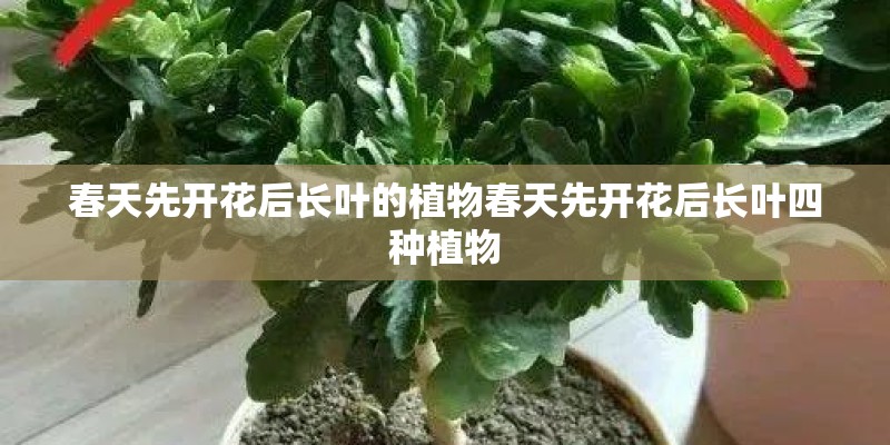 春天先开花后长叶的植物春天先开花后长叶四种植物