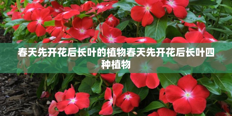 春天先开花后长叶的植物春天先开花后长叶四种植物