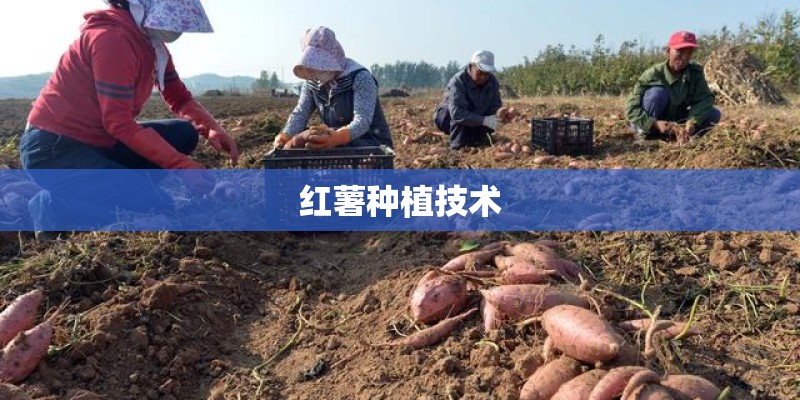 红薯种植技术