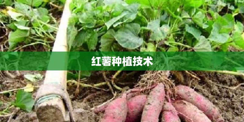红薯种植技术