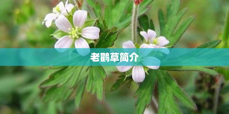 红薯种植技术