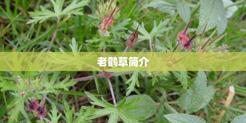 老鹳草简介