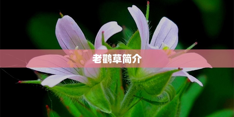 老鹳草简介