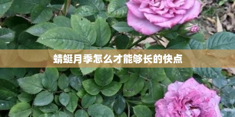 蜻蜓月季怎么才能够长的快点