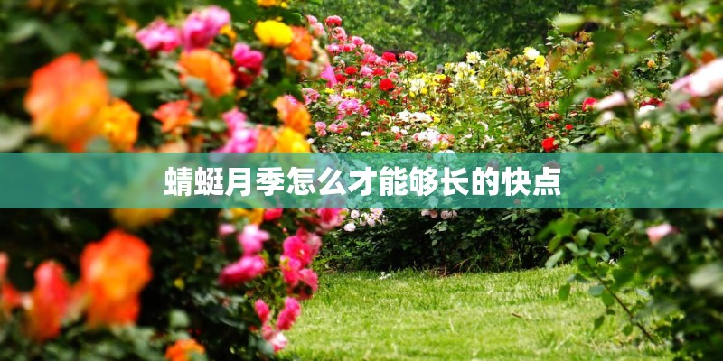 蜻蜓月季怎么才能够长的快点