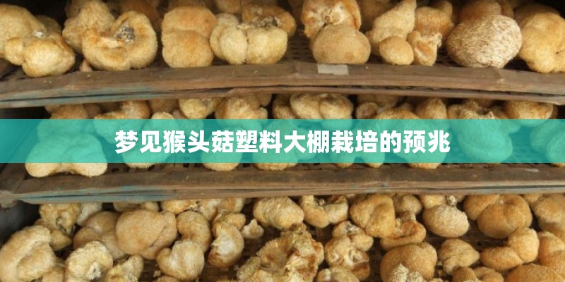 梦见猴头菇塑料大棚栽培的预兆