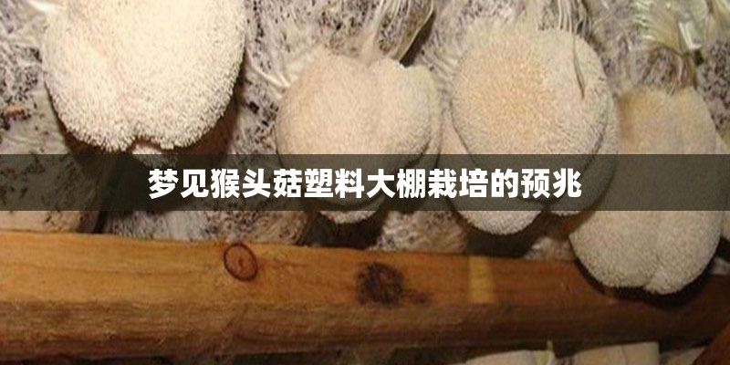 梦见猴头菇塑料大棚栽培的预兆