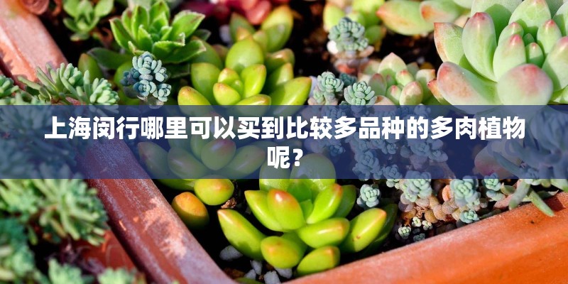 老鹳草简介