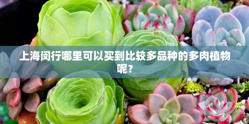 上海闵行哪里可以买到比较多品种的多肉植物呢？