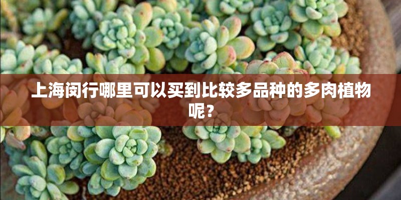上海闵行哪里可以买到比较多品种的多肉植物呢？