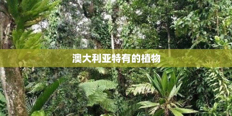 澳大利亚特有的植物