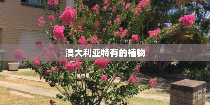 澳大利亚特有的植物