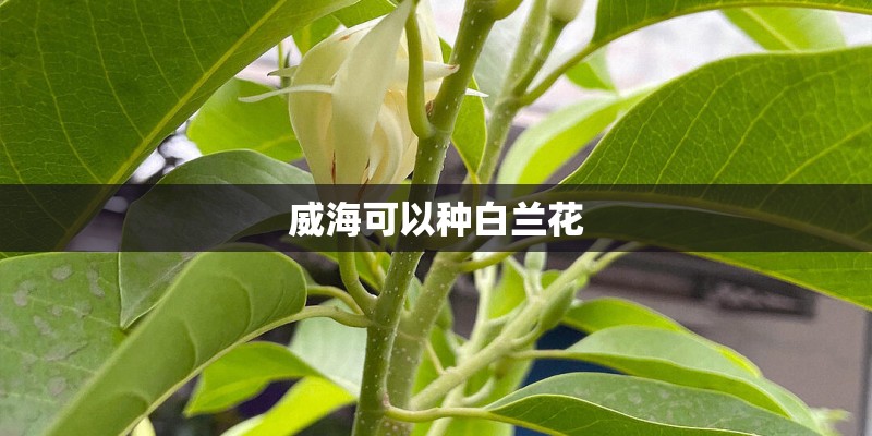 靛青的历史渊源