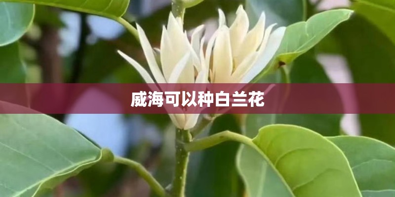 威海可以种白兰花