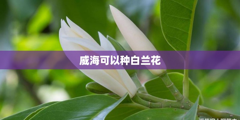 威海可以种白兰花
