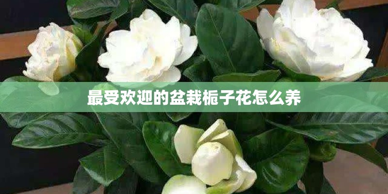 忧昙钵罗华殊胜王佛的故事