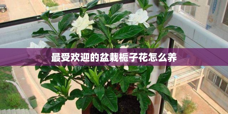 最受欢迎的盆栽栀子花怎么养