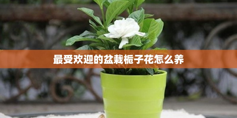 最受欢迎的盆栽栀子花怎么养