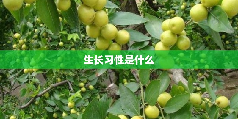 生长习性是什么