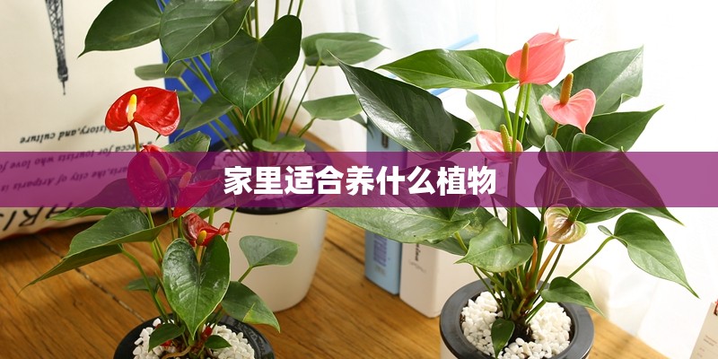 家里适合养什么植物