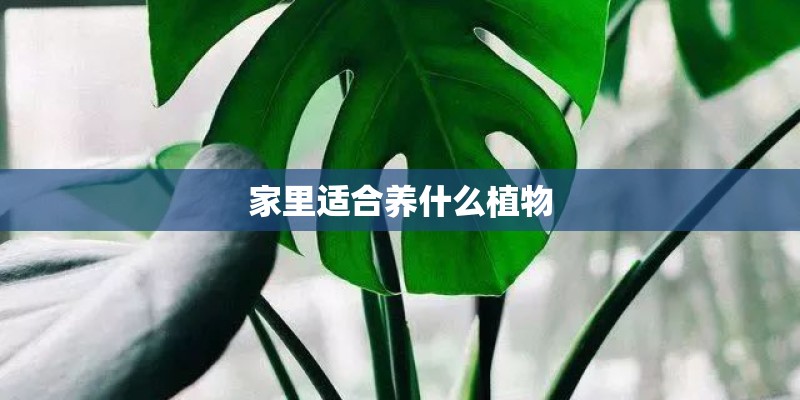 家里适合养什么植物