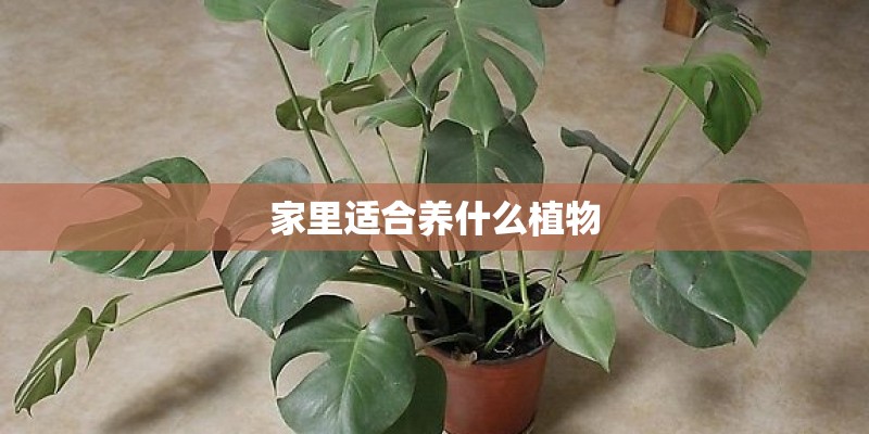 家里适合养什么植物