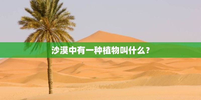 家里适合养什么植物
