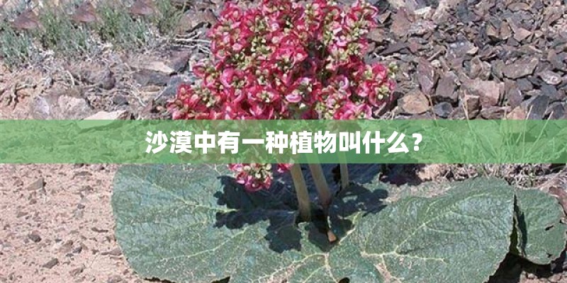 沙漠中有一种植物叫什么？