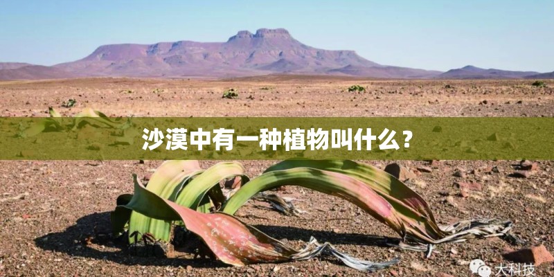 沙漠中有一种植物叫什么？
