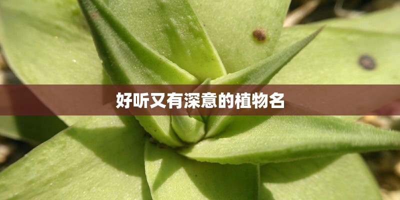 好听又有深意的植物名