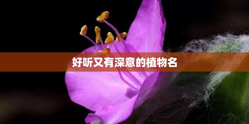 好听又有深意的植物名