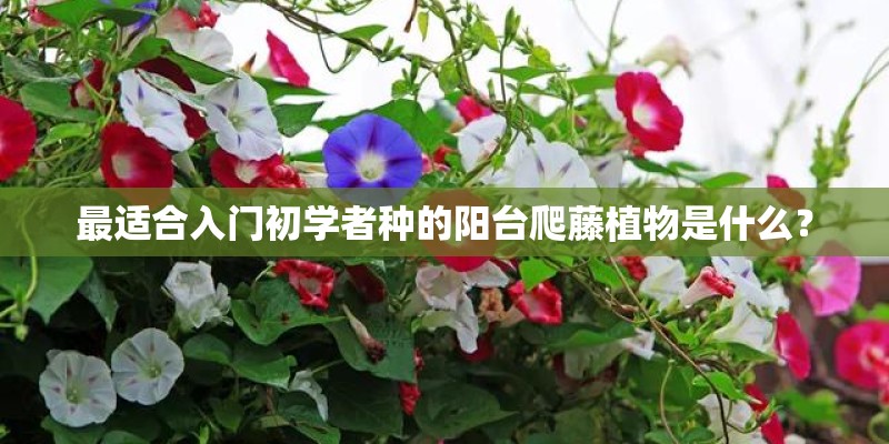好听又有深意的植物名