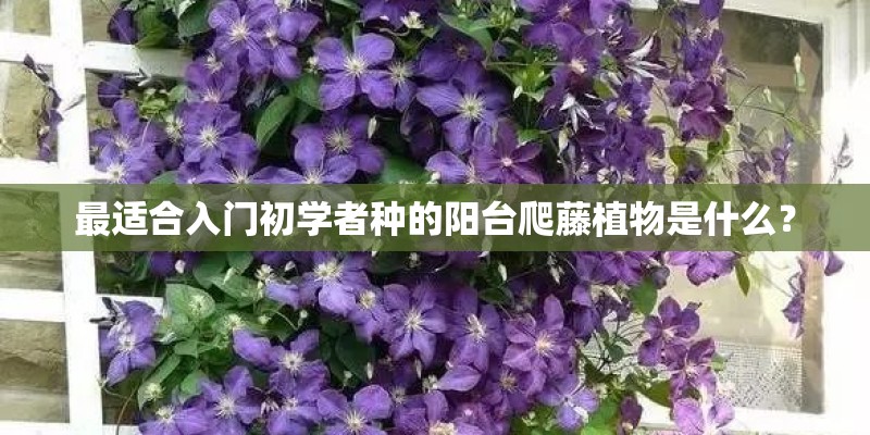 最适合入门初学者种的阳台爬藤植物是什么？