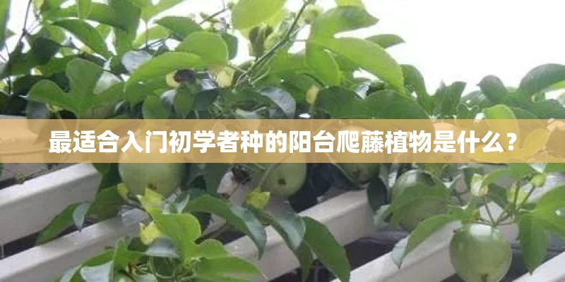 最适合入门初学者种的阳台爬藤植物是什么？