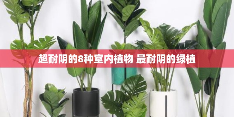 历史最大的冰雹