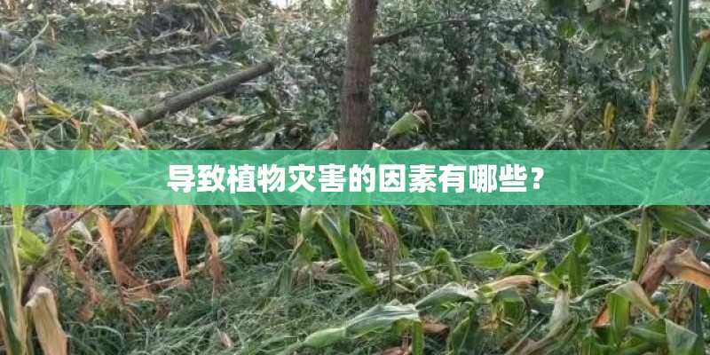 历史最大的冰雹