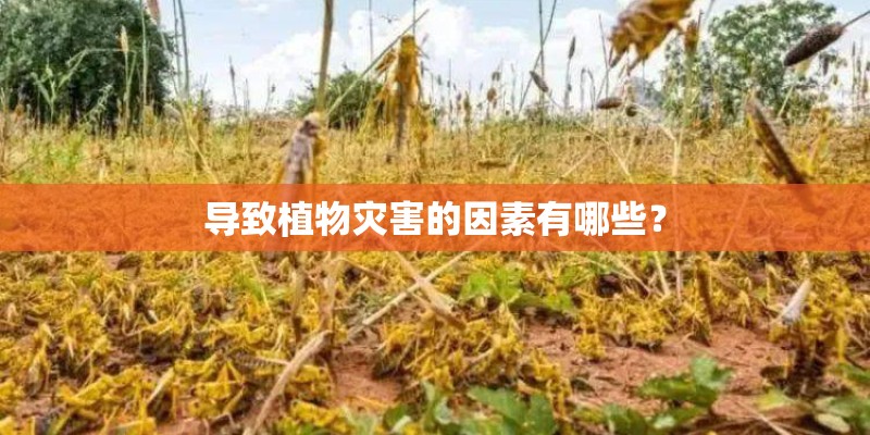 导致植物灾害的因素有哪些？