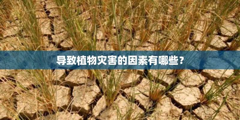 导致植物灾害的因素有哪些？