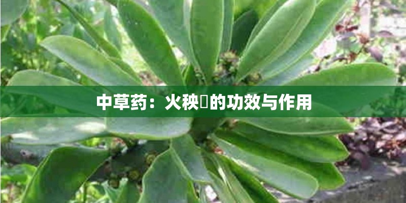中草药：火秧竻的功效与作用