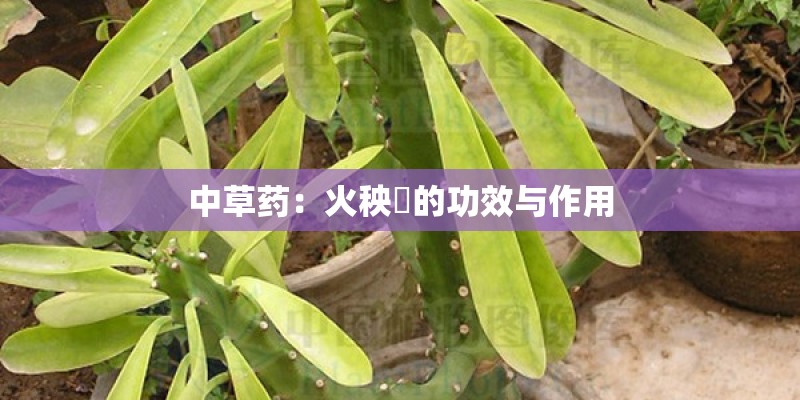 中草药：火秧竻的功效与作用