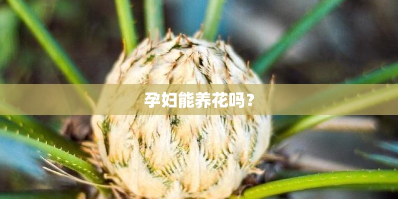 孕妇能养花吗？