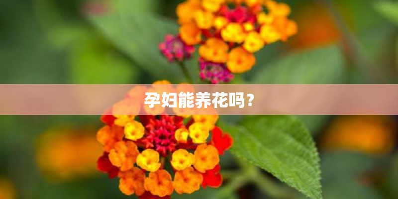 孕妇能养花吗？