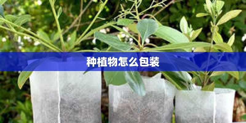 种植物怎么包装