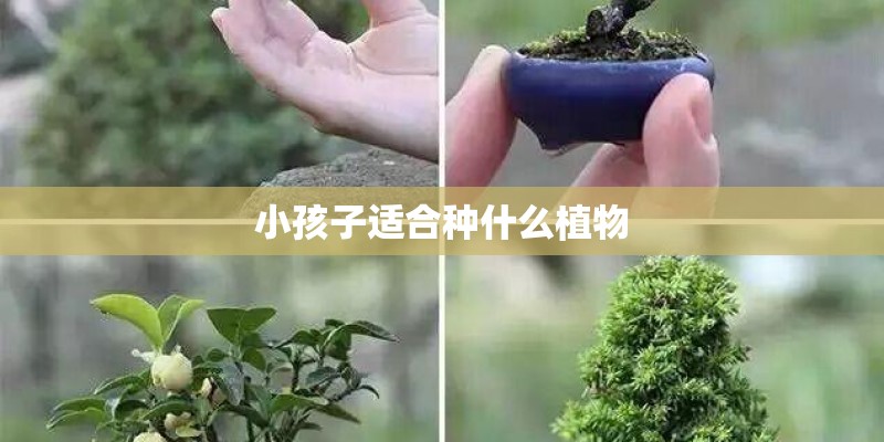 迈锐宝xl和速派哪个好？