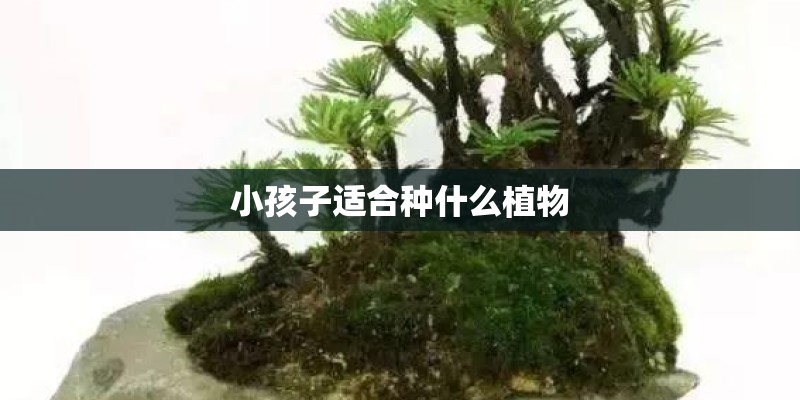小孩子适合种什么植物