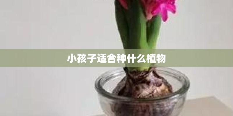 小孩子适合种什么植物